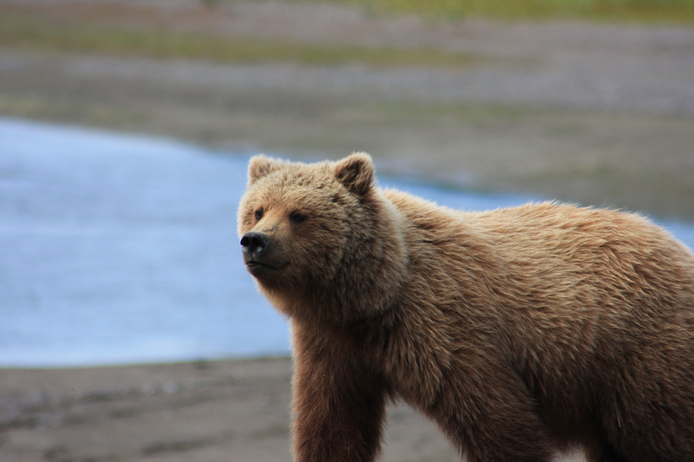 A brown bear stares intensely into the distance