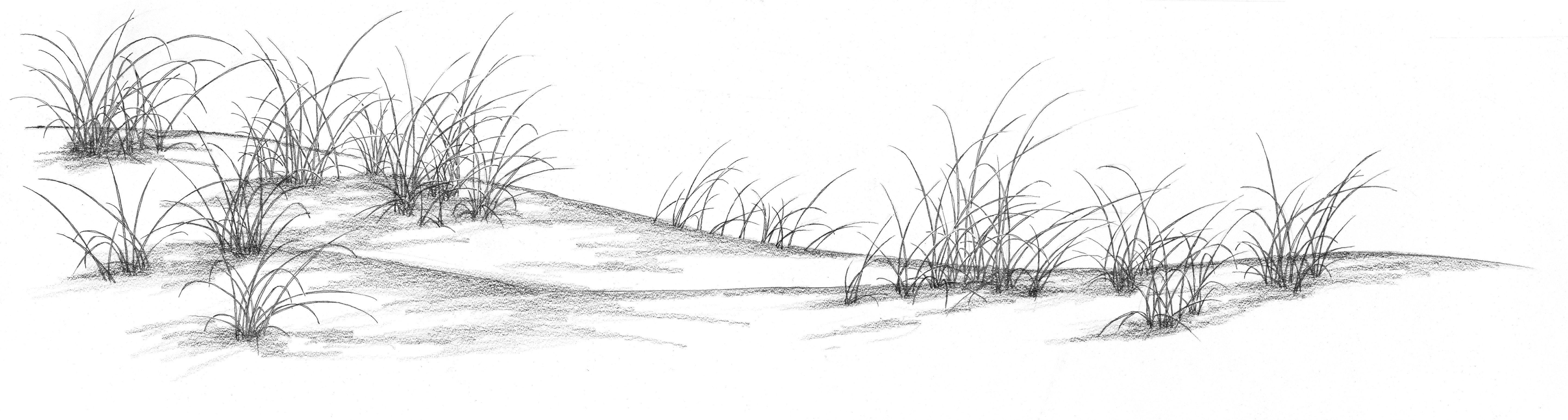 Sand dunes with grasses.