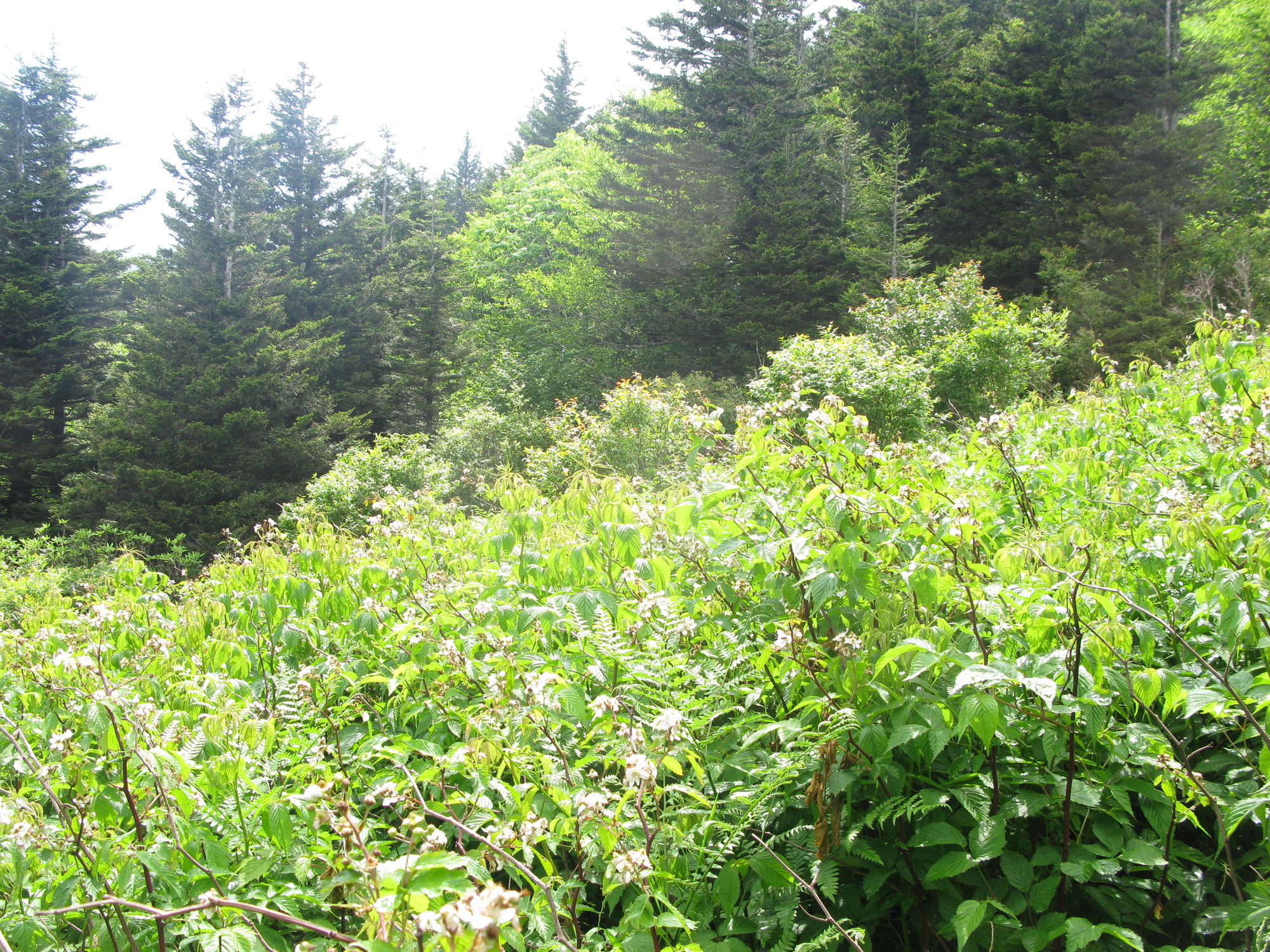 GRSM Accuracy Assessment. Plot Code: GRSM_AA_0628_5