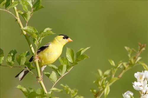 House finch and American goldfinch in Cuyahoga Valley National Park