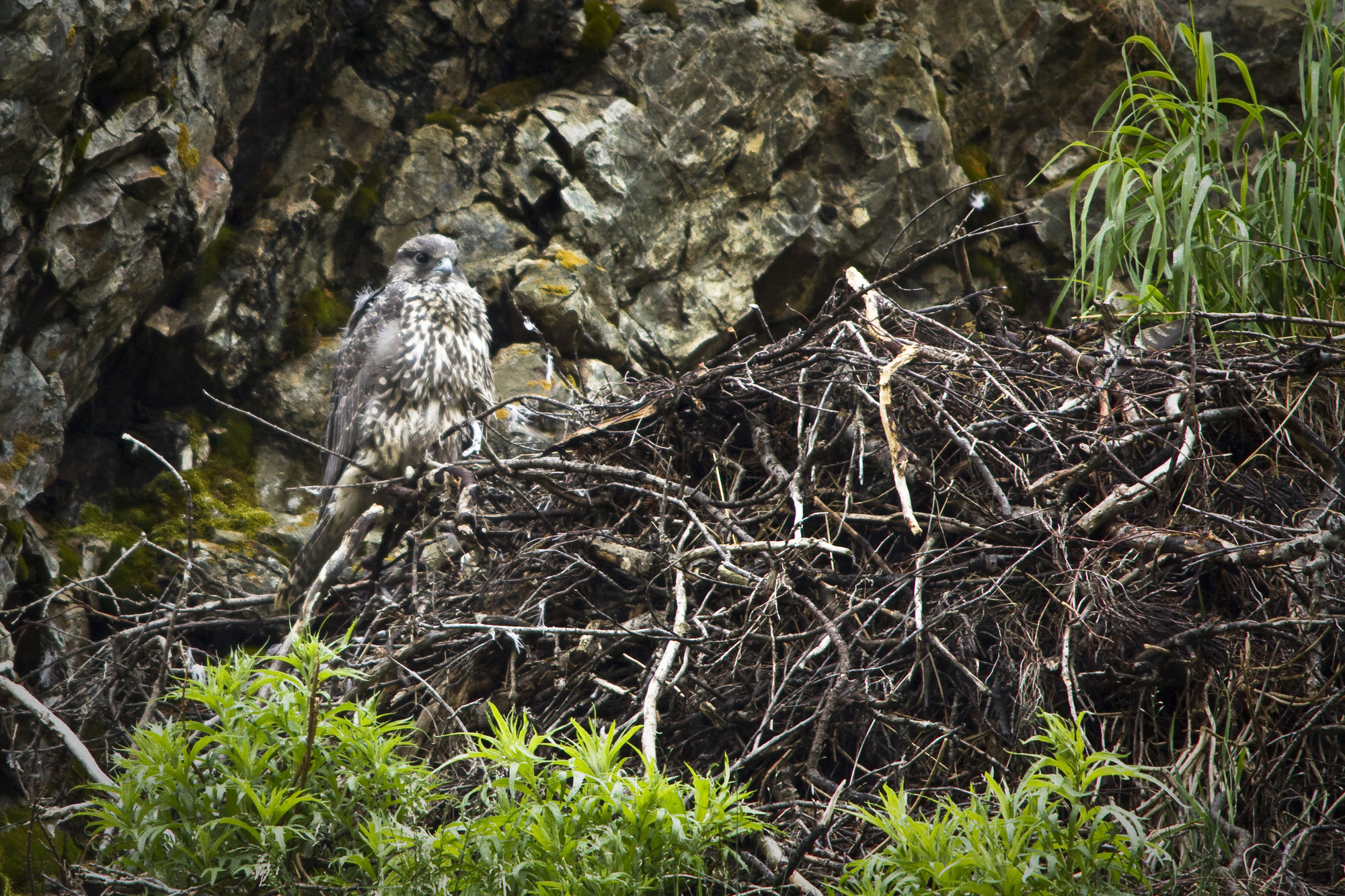 A young gyrfalcon perched by its nest