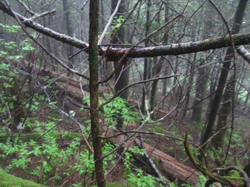 GRSM Accuracy Assessment. Plot Code: GRSM_AA_0630_4