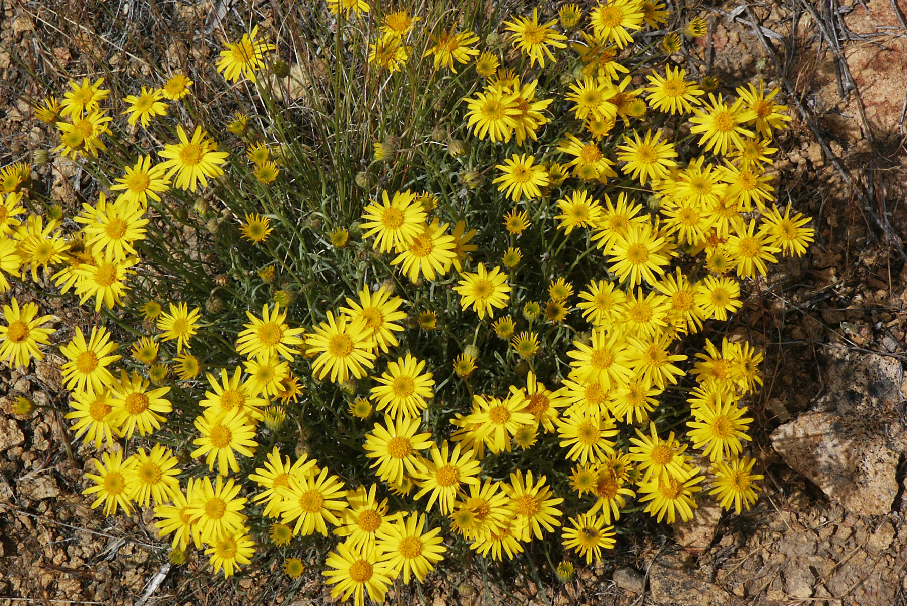 yellow daisy bloom in clay soils