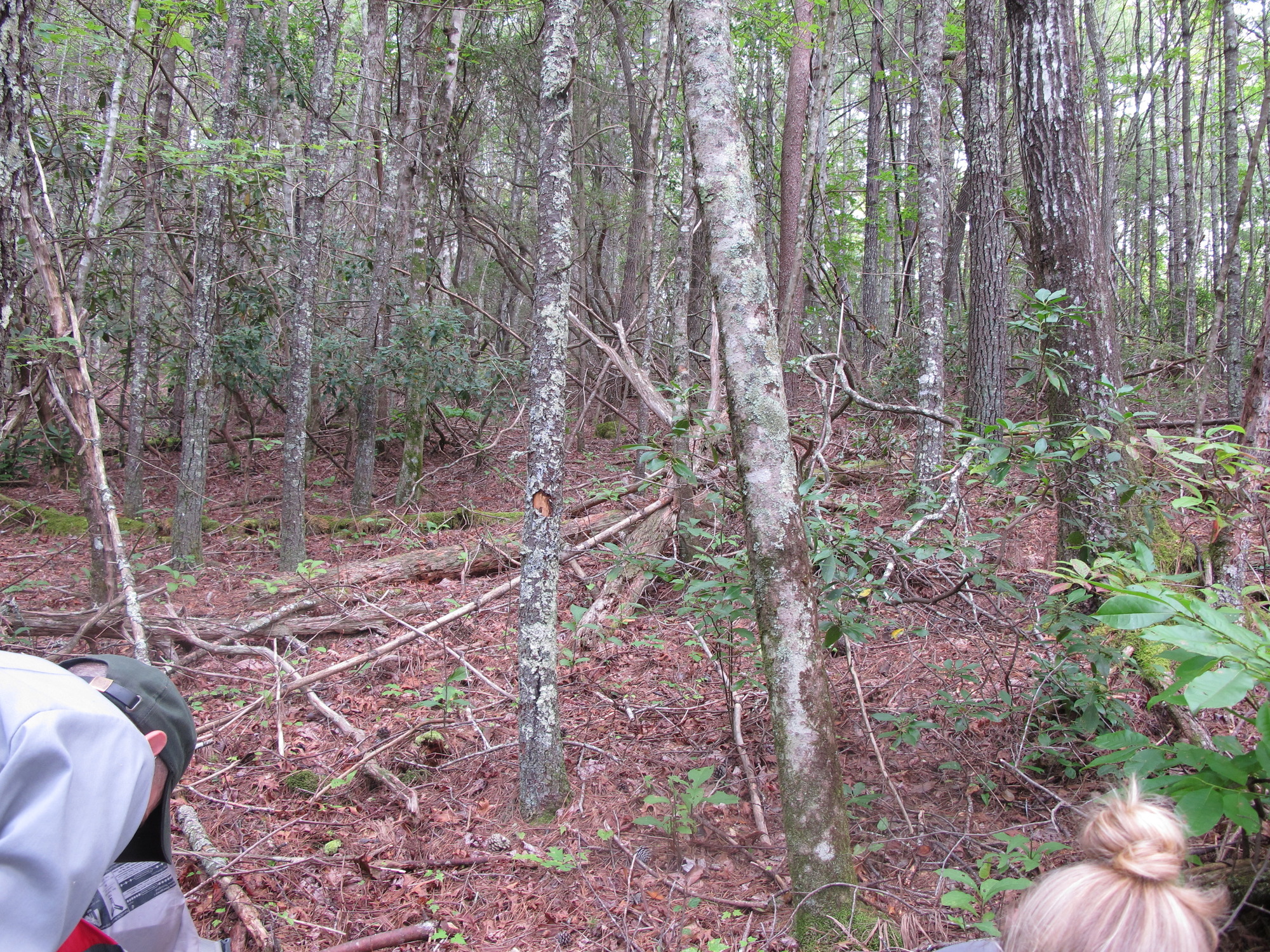 GRSM Accuracy Assessment. Plot Code: GRSM_AA_0300_2