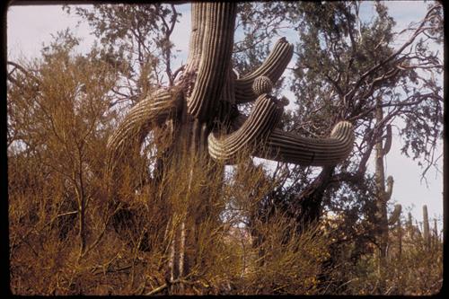 Organ Pipe and Other Cacti at Organ Pipe National Monument, Arizona