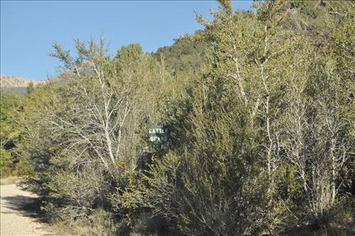 Cyclic Roads Brushing Needs