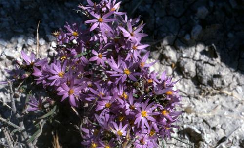 Badlands Flowers: Red, Pink, Blue