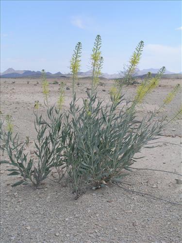 Stanleya pinnata. Big Bend National Park, Agua Fria Road. April 2005