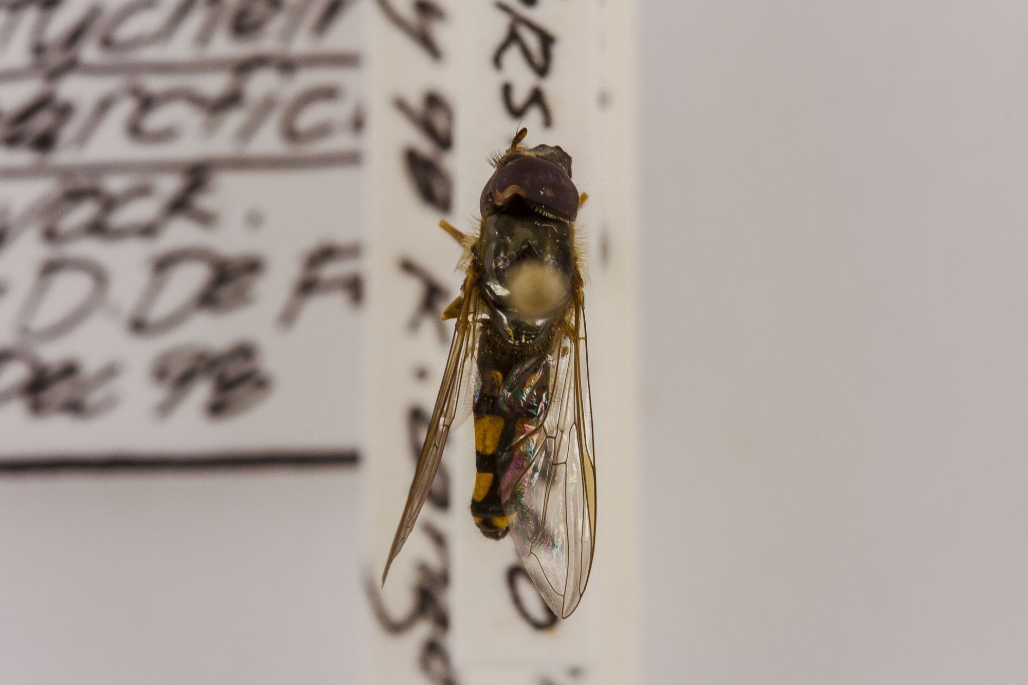 Image of Platycheirus nearcticus, a species of Animalia