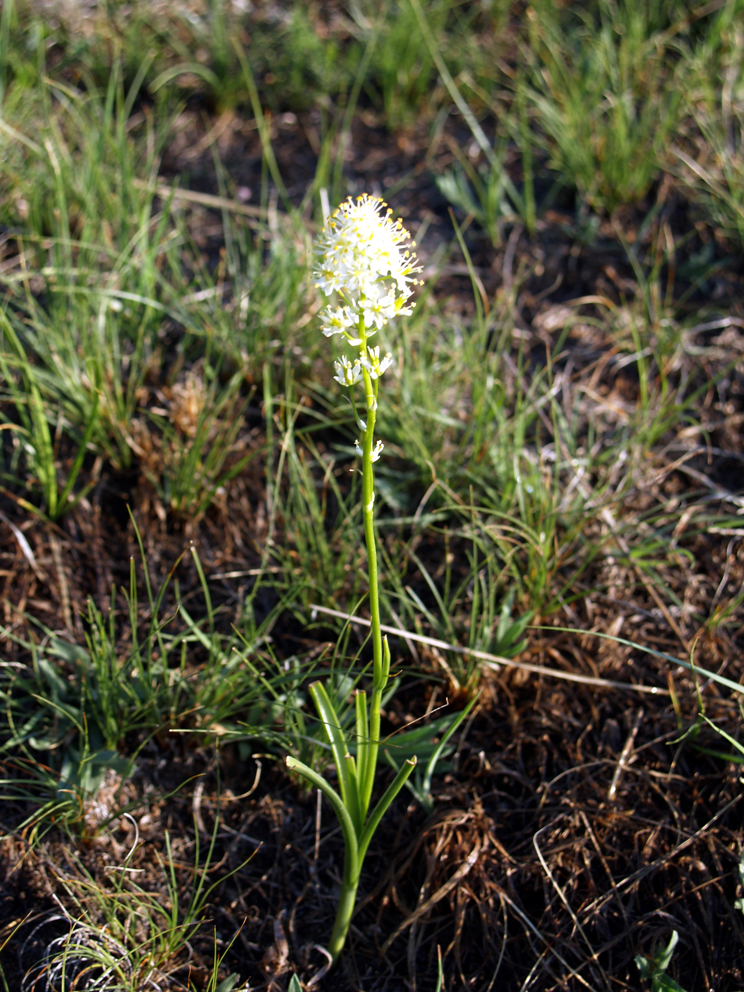 a short plant with a cluster of small white flowers