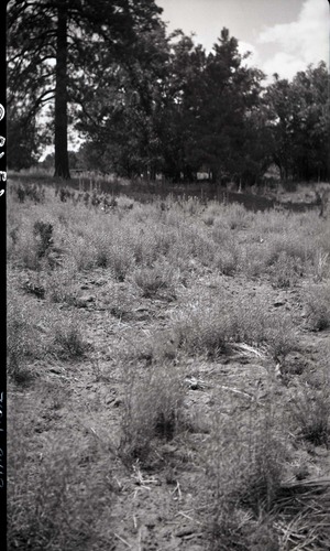 Vegetation at Corral Hollow. Overgrazing.