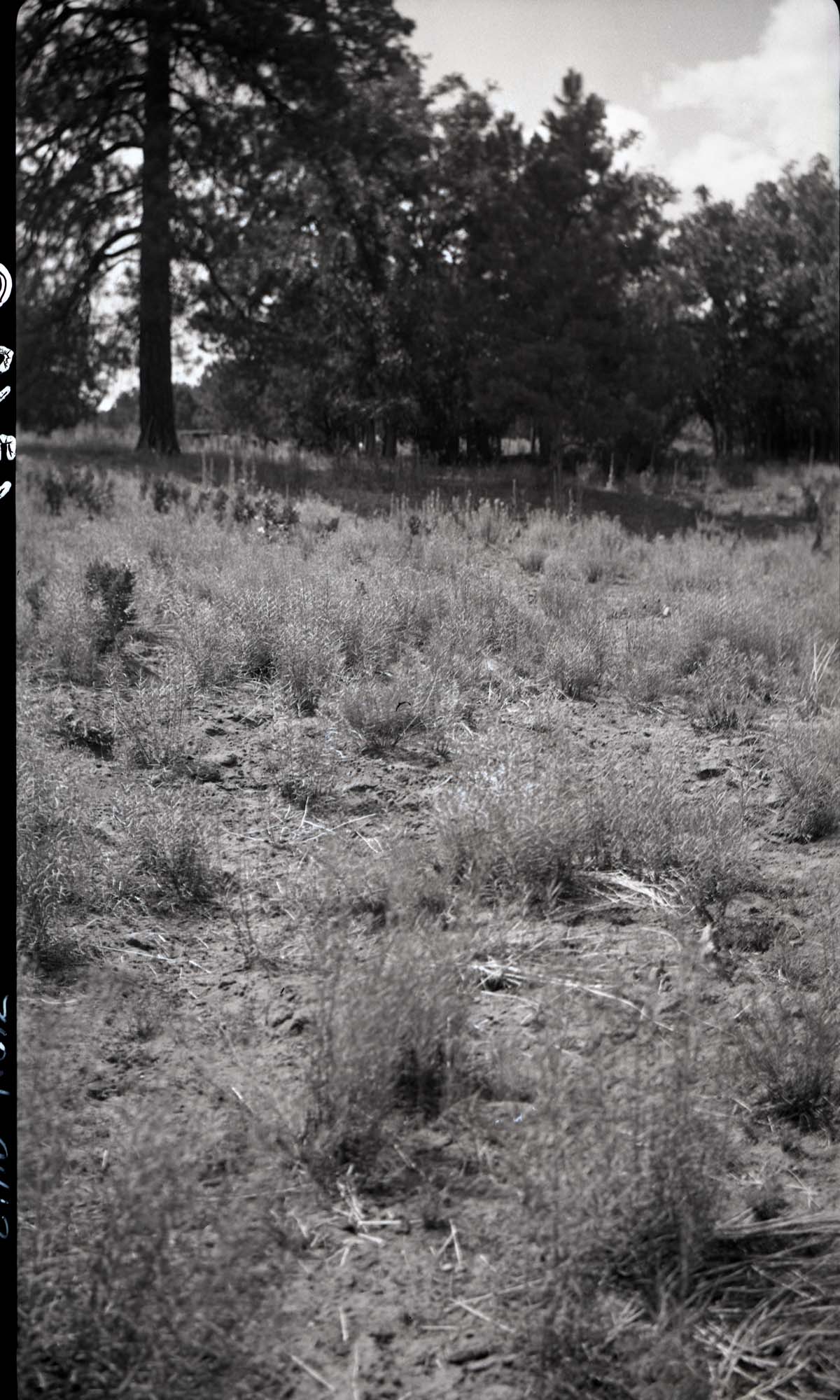 Vegetation at Corral Hollow. Overgrazing.