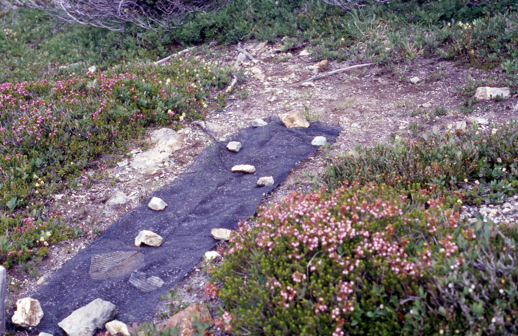 A T shaped bald patch surrounded by shrubs and wildflowers. A strip of shade cloth covers the bottom portion of the patch covered with small rocks.
