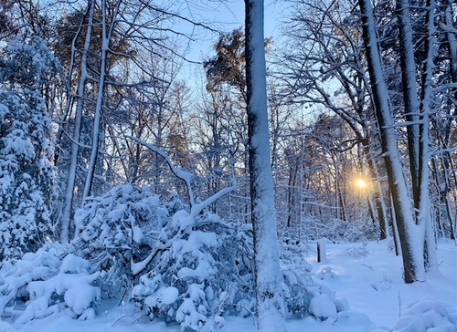 sun rising through trees covered with snow