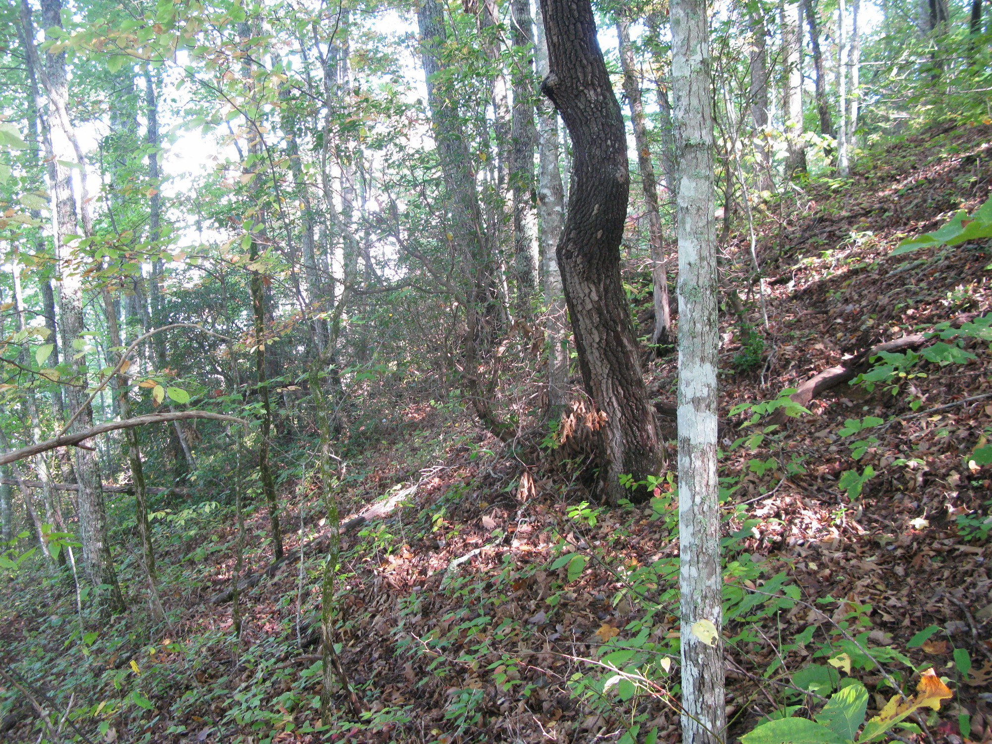 GRSM Accuracy Assessment. Plot Code: GRSM_AA_0233_2