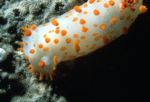Sea Clown Nudibranch