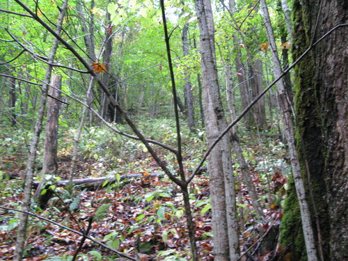 GRSM Accuracy Assessment. Plot Code: GRSM_AA_0209_4