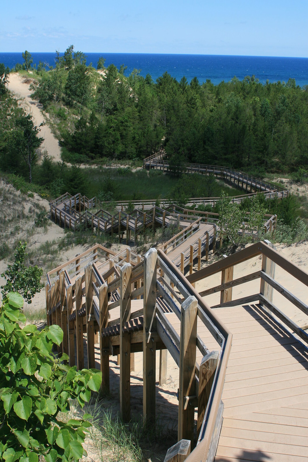 Image of cottonwood tree roots and marram grass growing along stairs on succession trail.