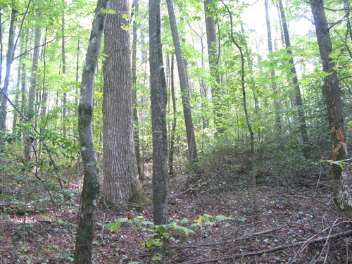 GRSM Accuracy Assessment. Plot Code: GRSM_AA_0539_4