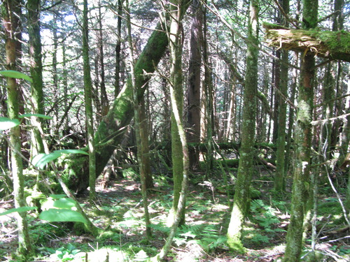 GRSM Accuracy Assessment. Plot Code: GRSM_AA_0956_6