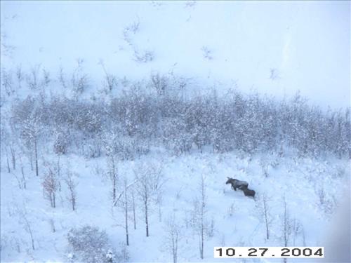 7 Gates of the Arctic National Park and Preserve Koyukuk Moose Survey 2004