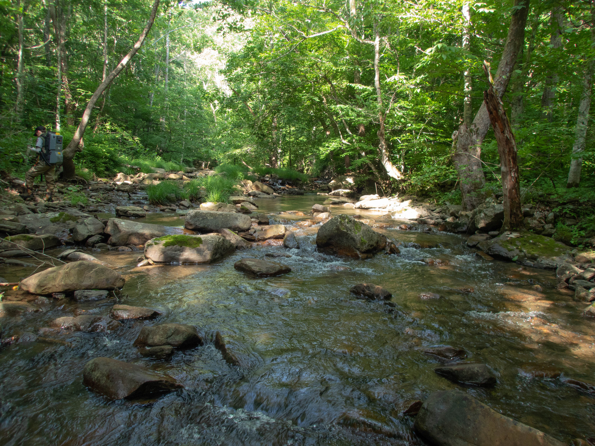 Site visit photo showing the upstream (UP) or downstream (DN) view of a wadeable stream reach taken during fish monitoring at Bluestone National Scenic River.