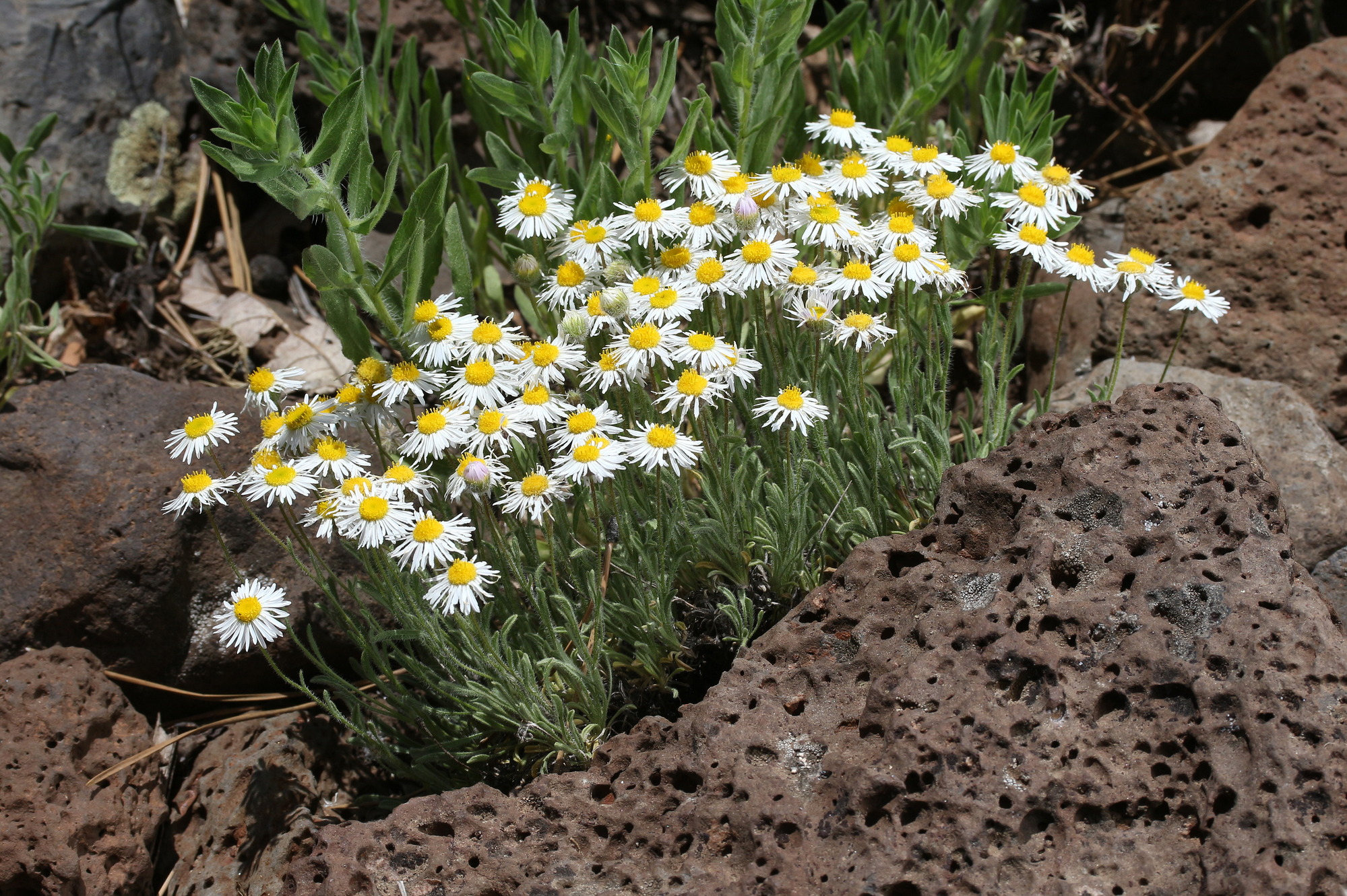 Erigeron pumilus, Navajo fleabane