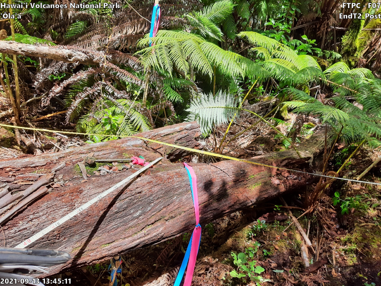 Photo of plot marker for relocation