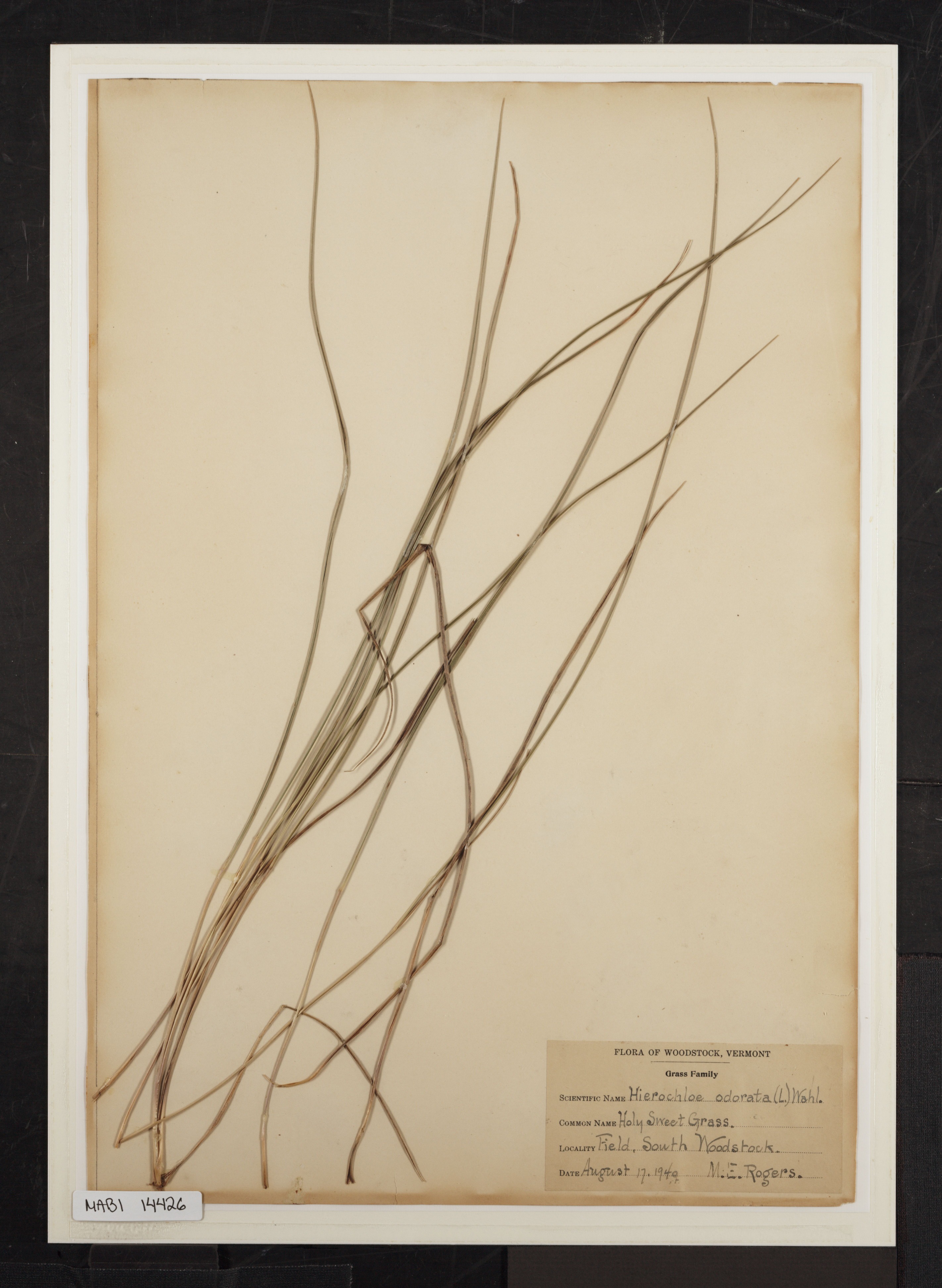 Preserved biological specimen on paper.