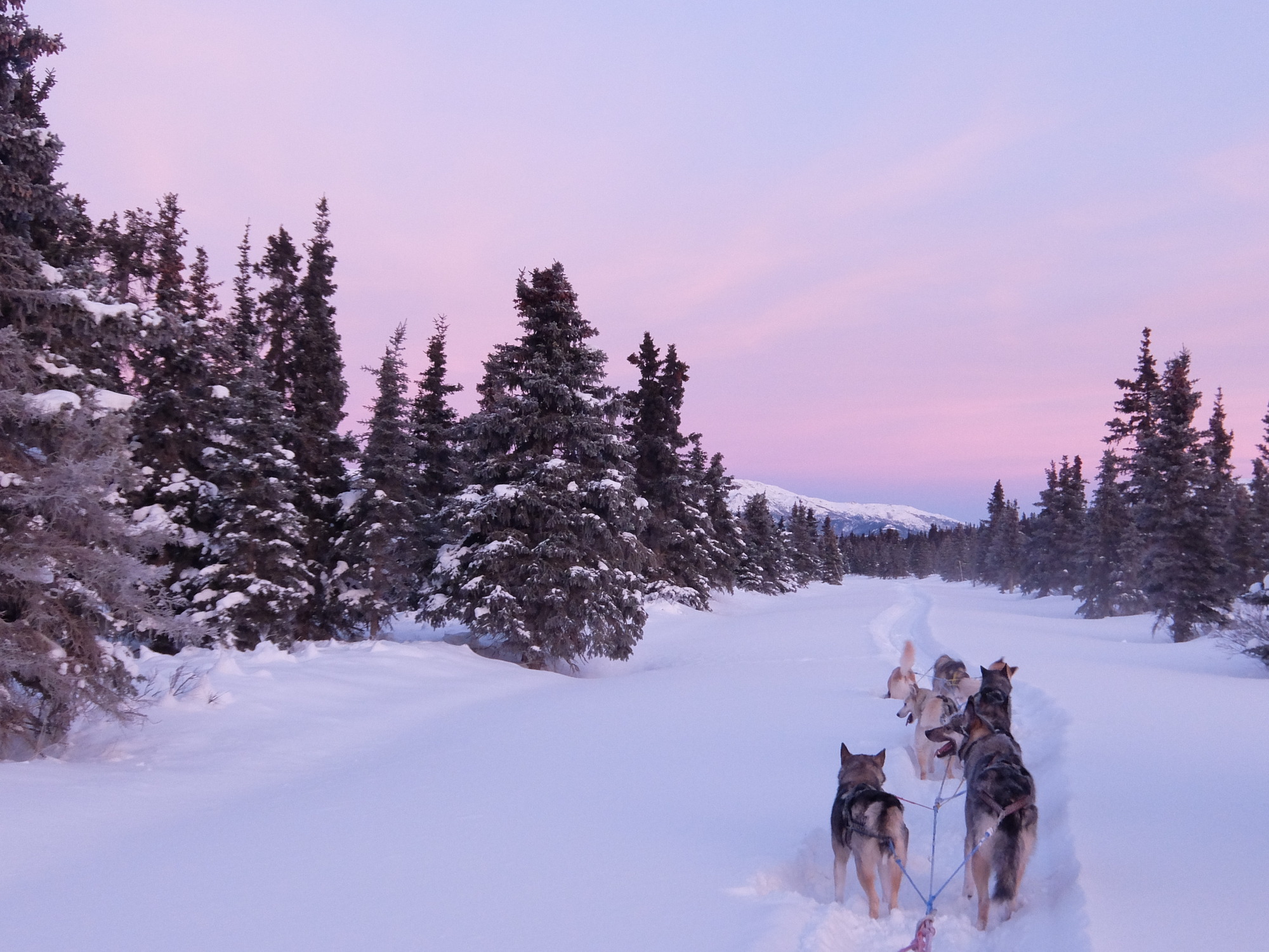 a dog team in a snowy forest under a pink sky