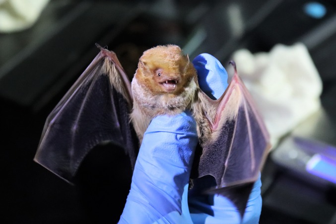 A blue-gloved hand gently holding a small eastern red bat, with yellow-red fur and small fangs, with outstretched wings.