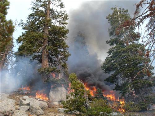 Drip torch ignition on Highbridge Prescribed Burn, Sequoia and Kings Canyon National Parks, October 2005