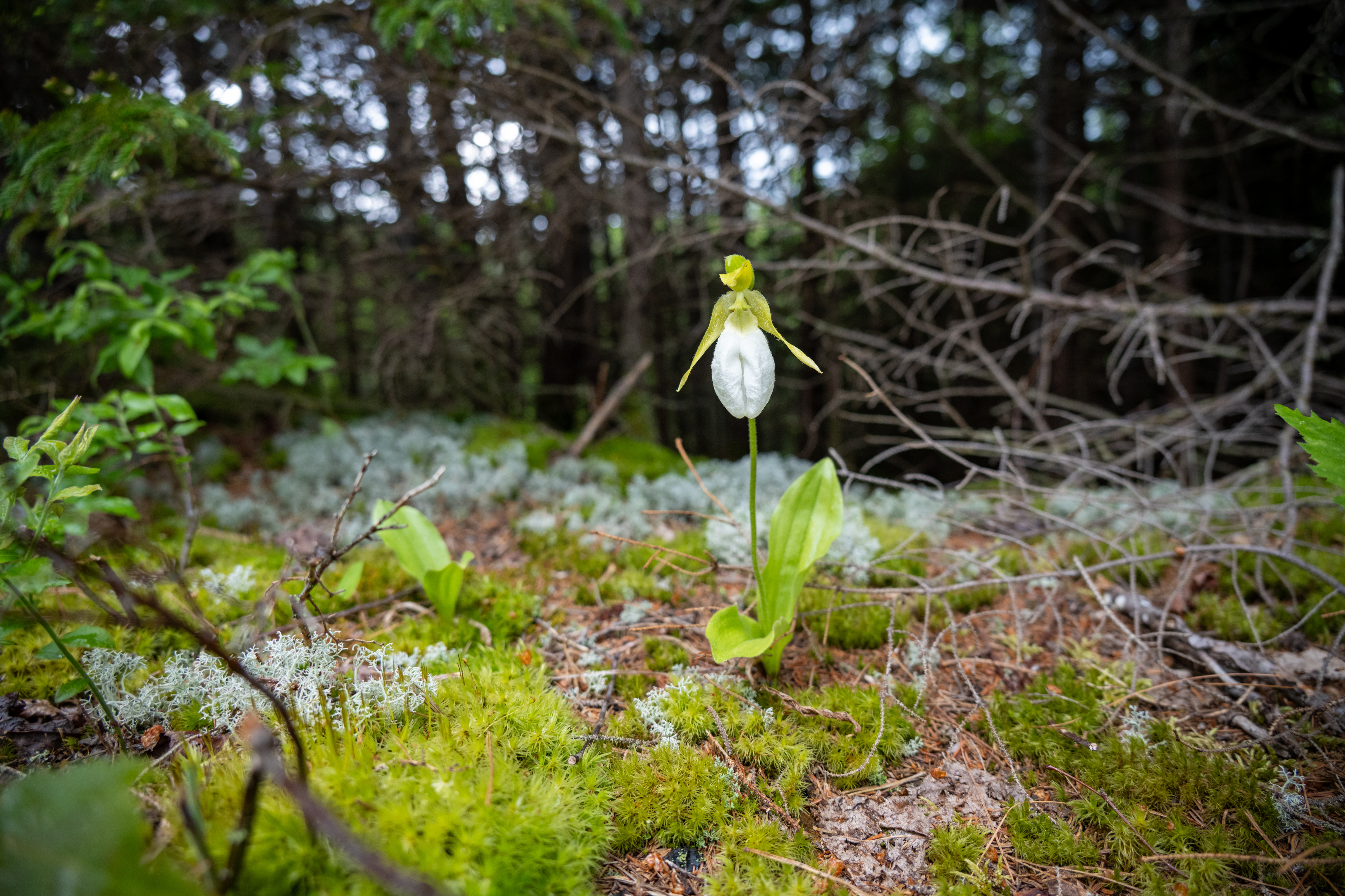 White and yellow-green flower grows out of moss and lichen covered forest floor. Background is a dark black and green forest 