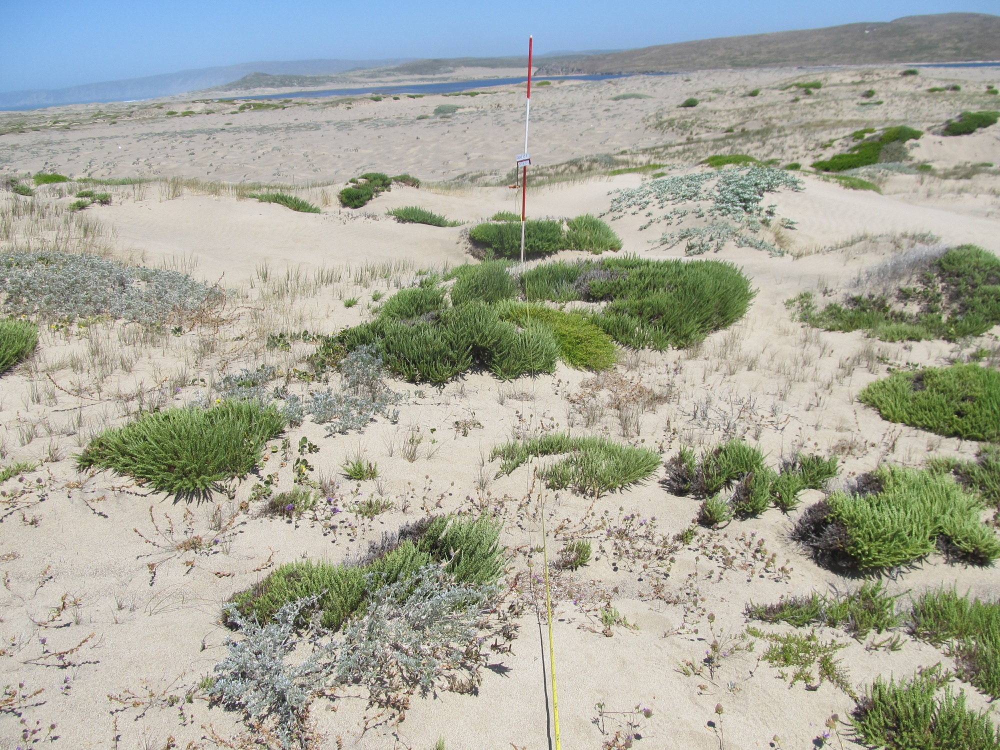 Eye-level view from the center point of a plant community monitoring plot