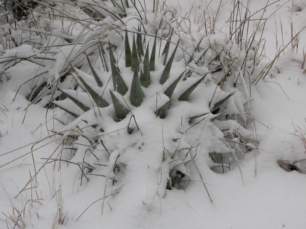 Snow covered agave