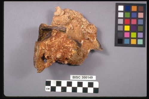 BISC  300149 -- Sword