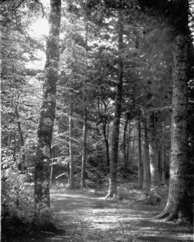 Dorr Woods - Old Bicycle Path - Lichen Covered Birch on left June 3, 1905