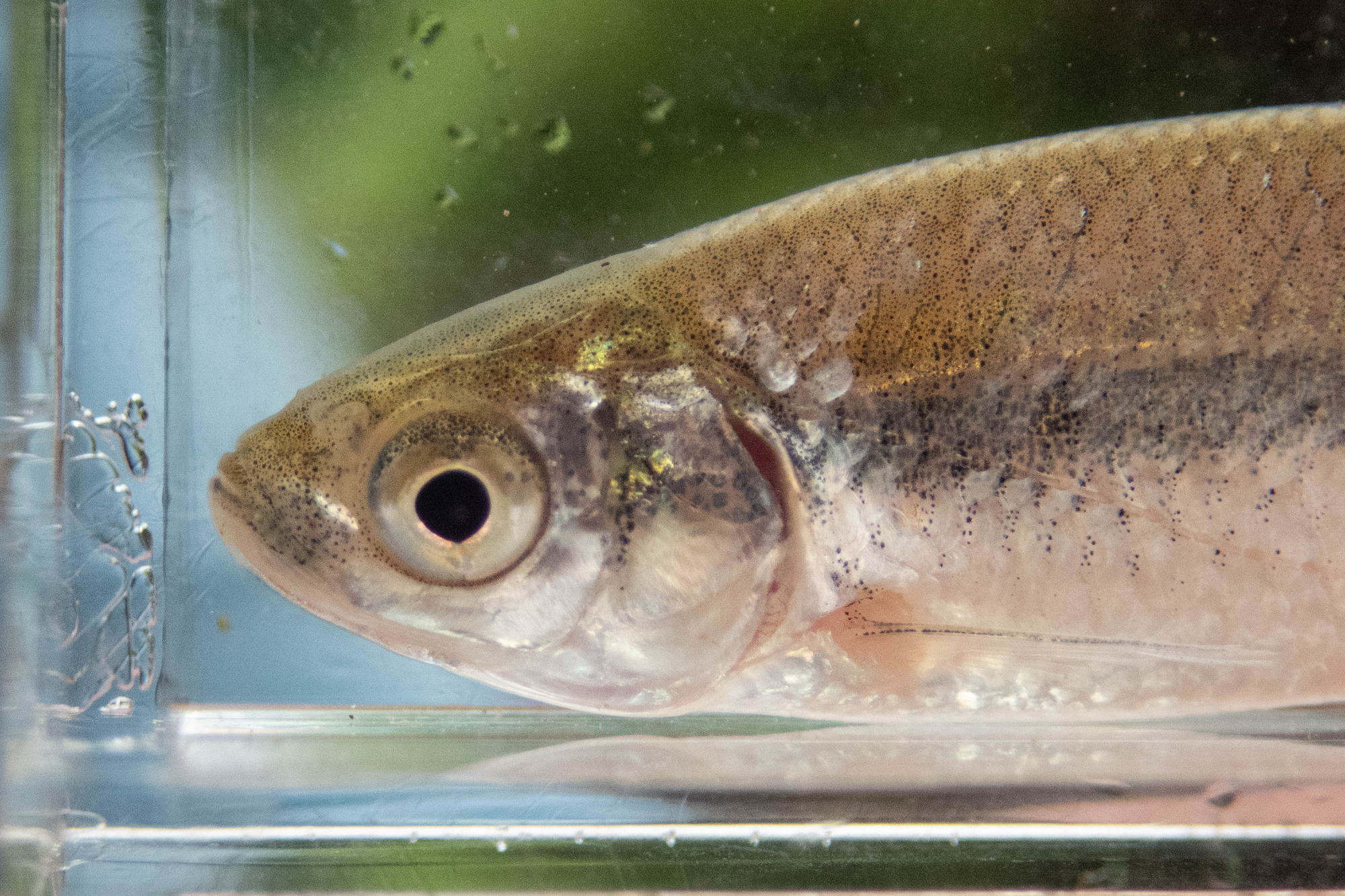 Notemigonus crysoleucas (golden shiner) - head, juvenile