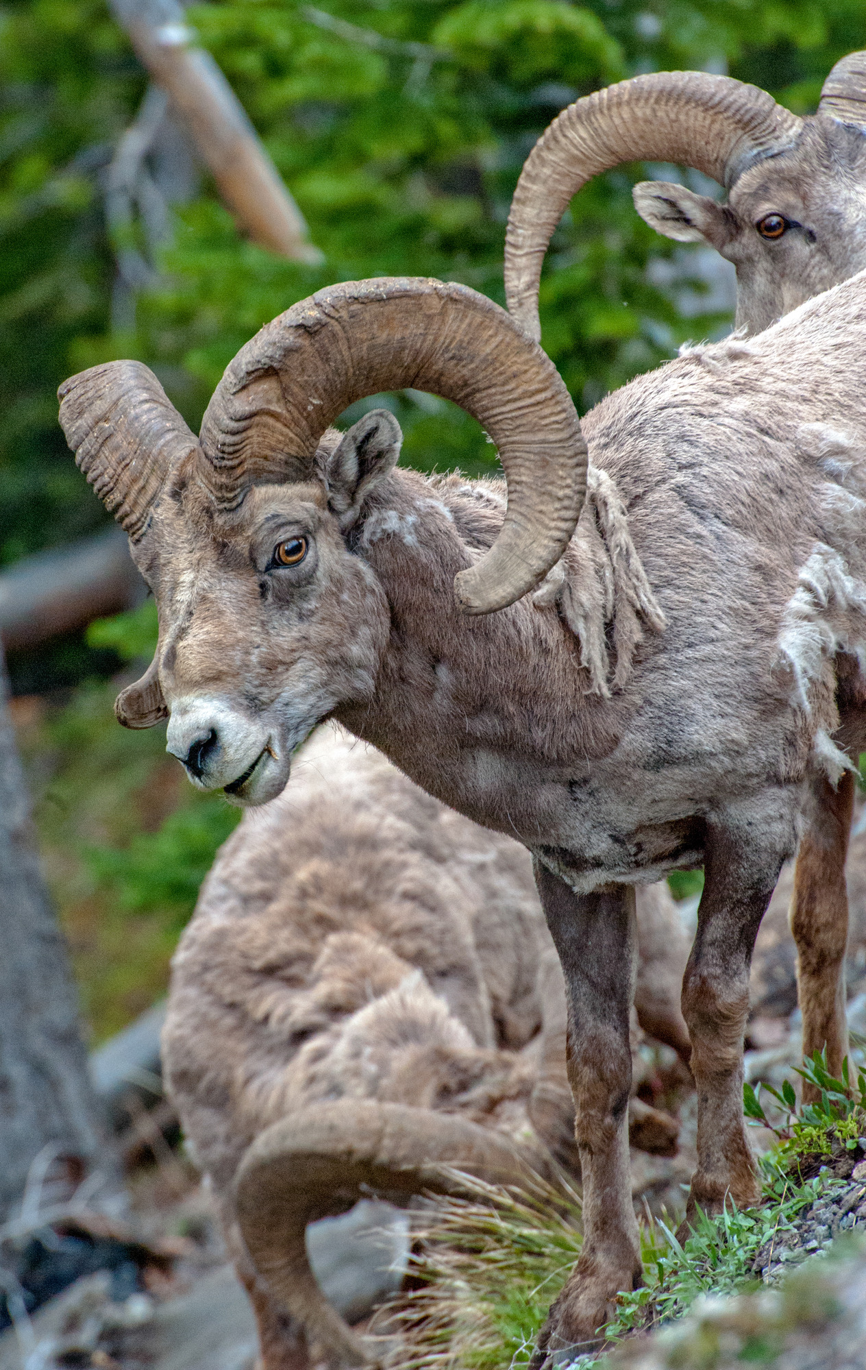 Three bighorn rams just over the edge of the east entrance road