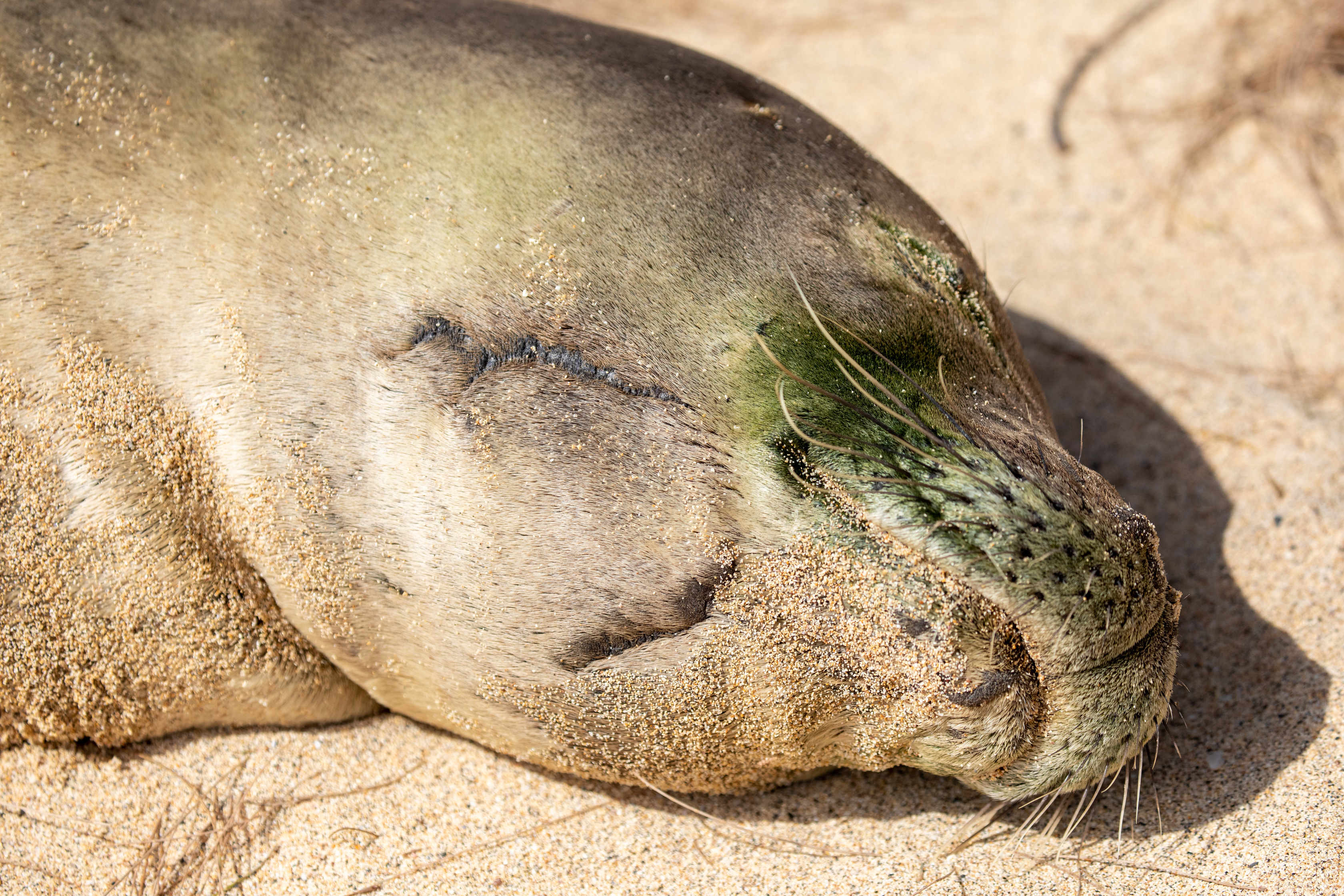 A monk seal with a large U-shaped scar on their chin. 