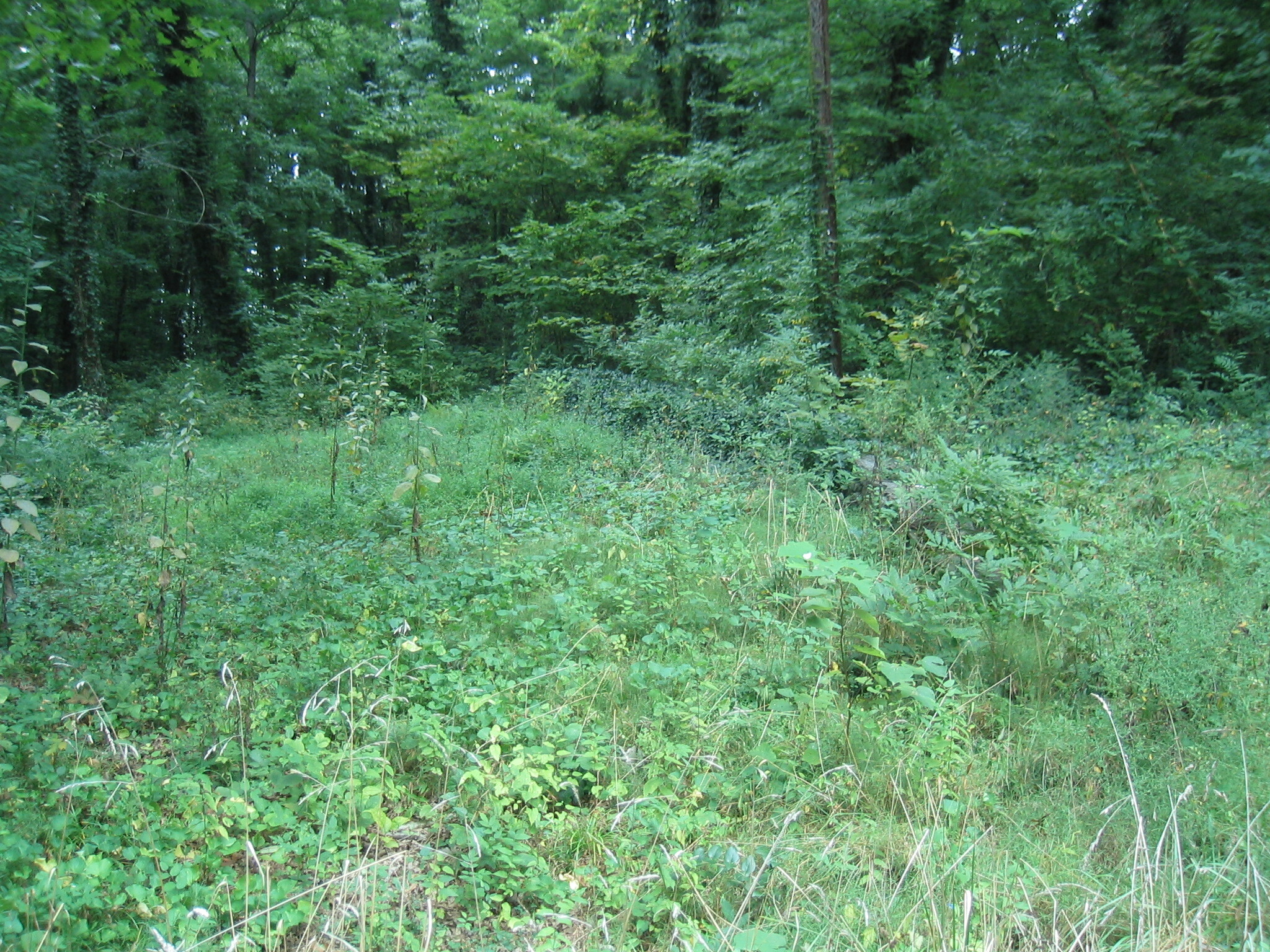 A wooded area with trees and bushes.