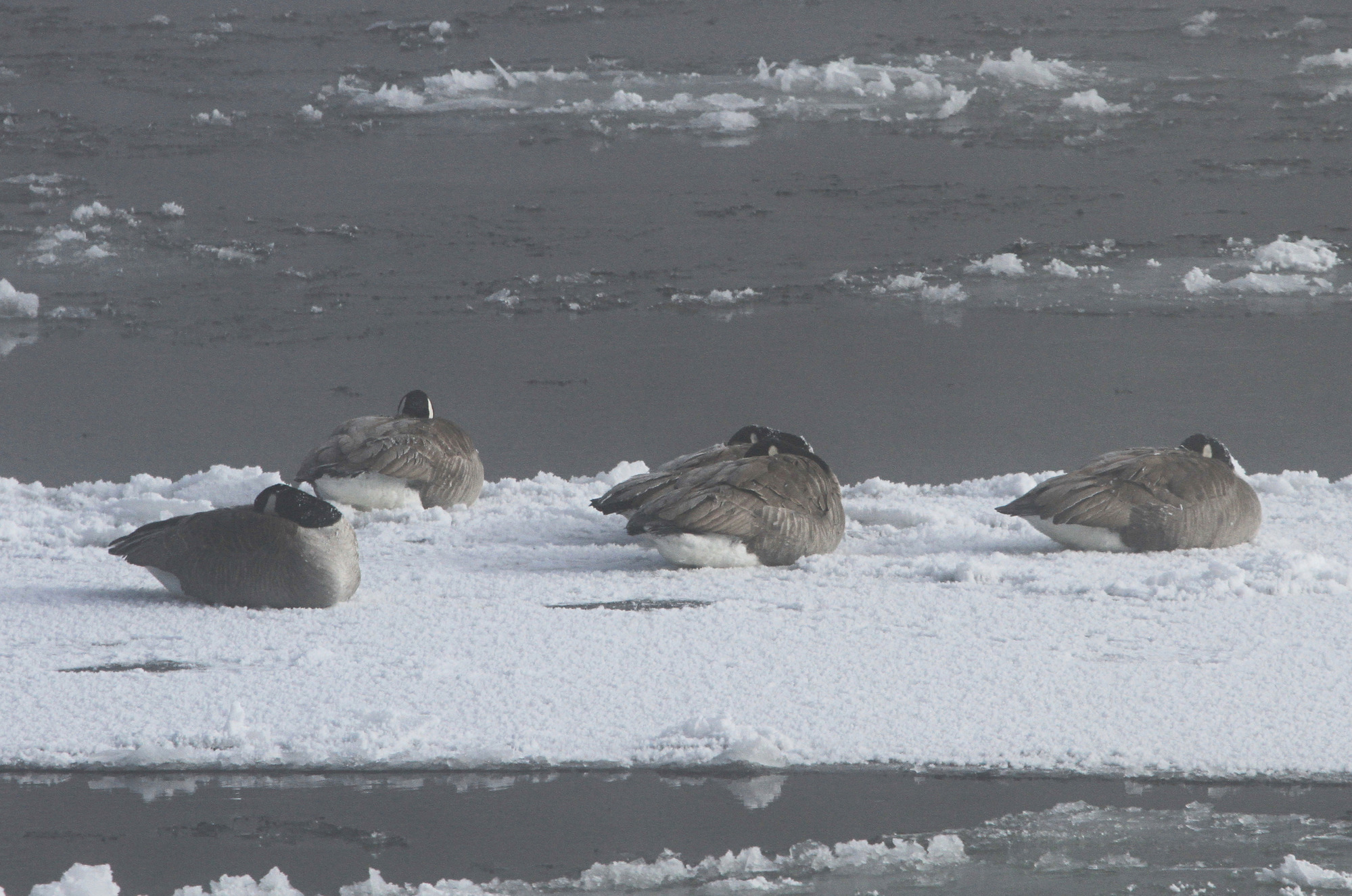 Four Canada geese are sleeping on ice in the river.