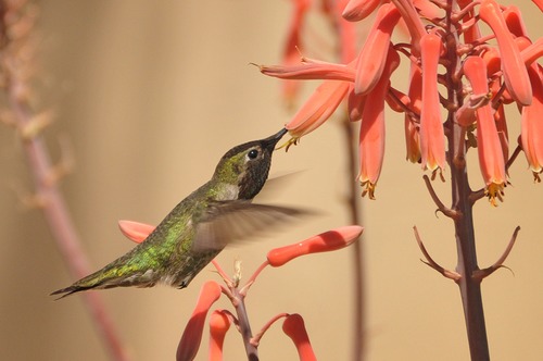 A park hummingbird found some of the rare blooms within the park.