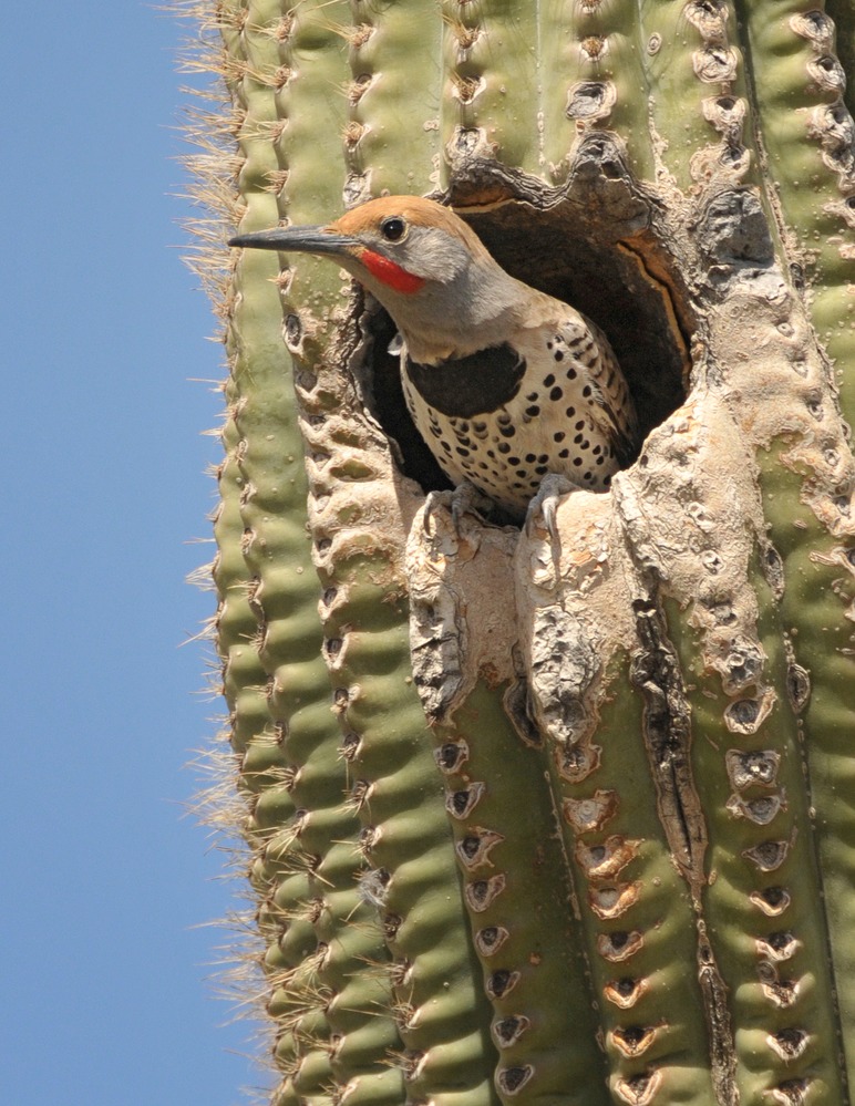Flicker looking out from its saguaro home.