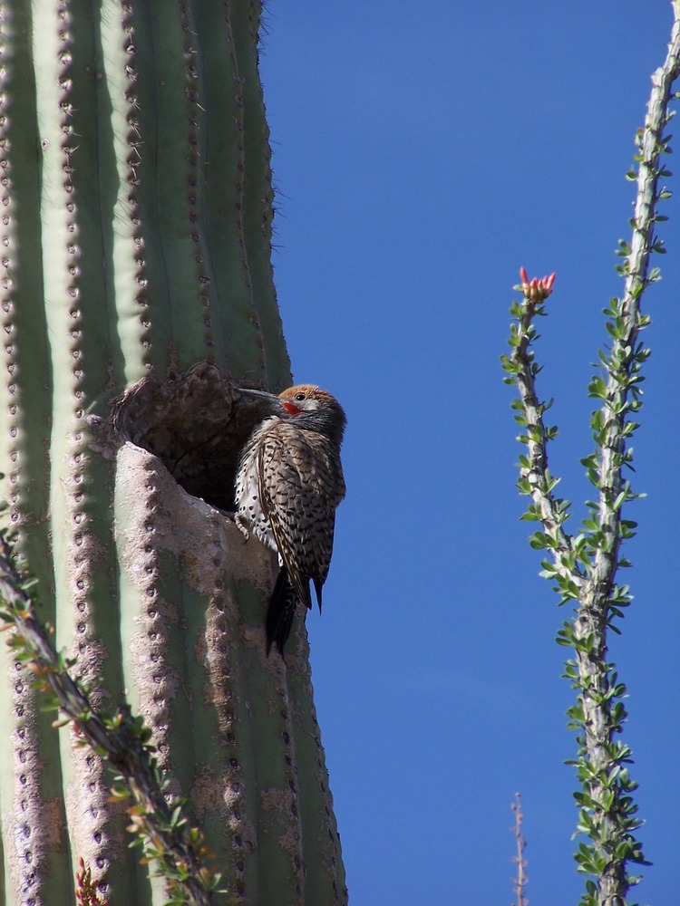 Northern Flicker bird on a saguaro