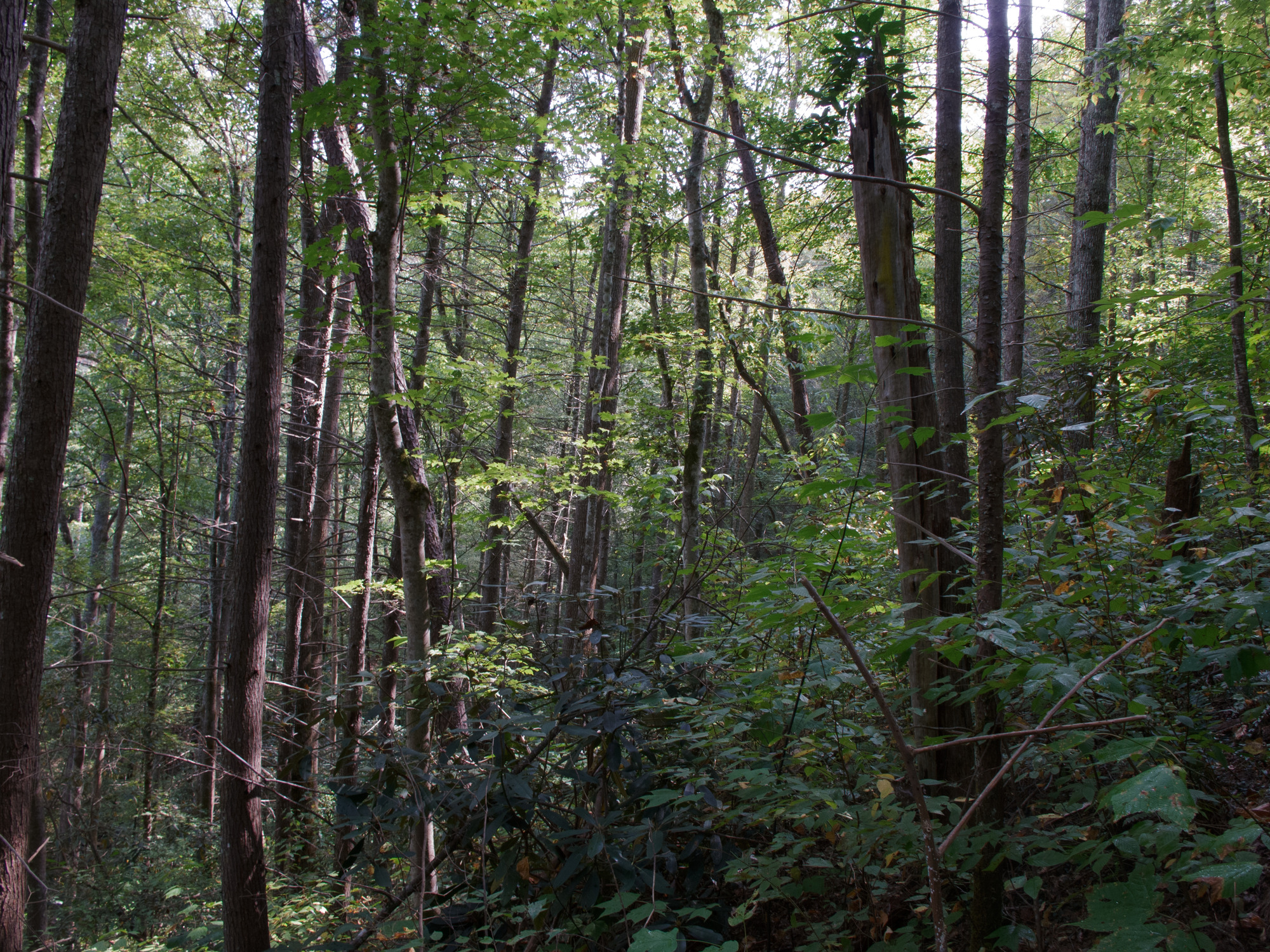 GRSM Accuracy Assessment. Plot Code: GRSM_AA_0919_3