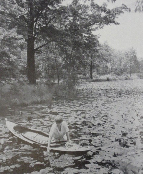 A woman in a shallow boat gathers the water lilies that cover the surface of a pond.