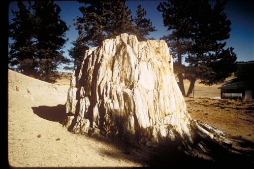 Petrified plants and fossils at Florissant Fossil Beds National Monument, Colorado