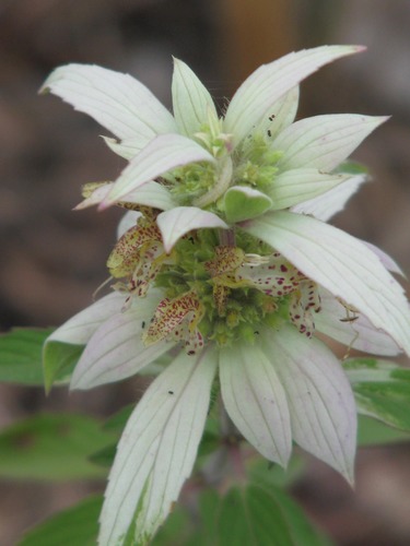 Scenic shot of Indiana Dunes National Lakeshore