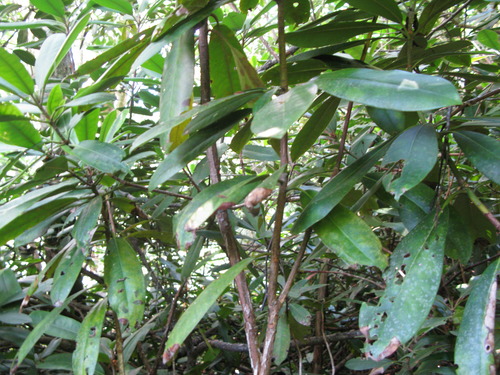 Plot Code: GRSM_AA_0626_3